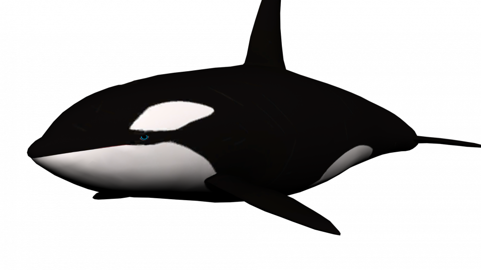 Orca PNG Picture