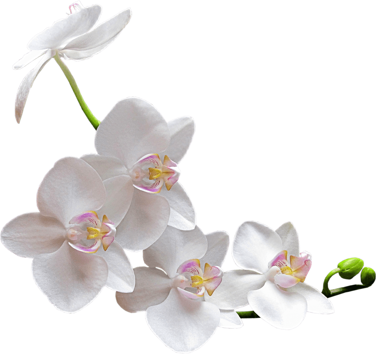 Orchid PNG Clipart