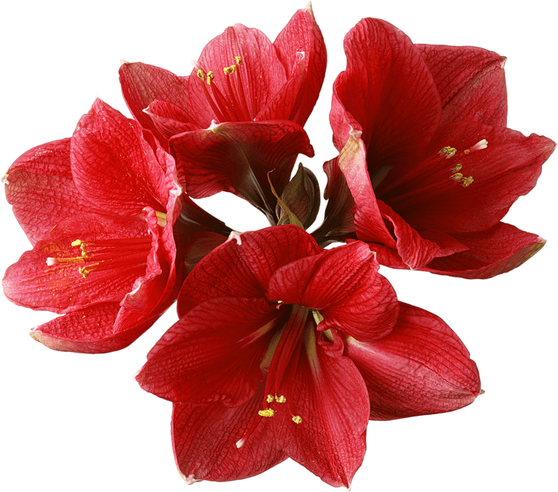 Orchid PNG File