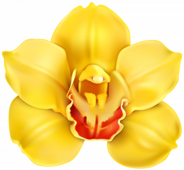 Orchid PNG HD Isolated