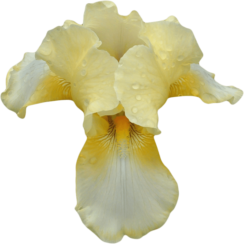 Orchid PNG HD