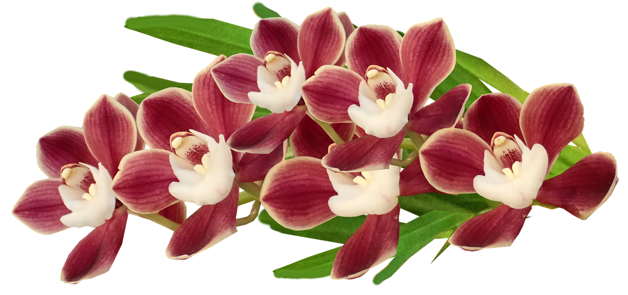 Orchid PNG Isolated File
