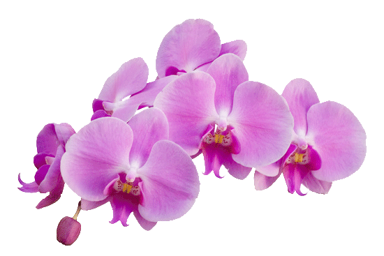 Orchid PNG Isolated Image