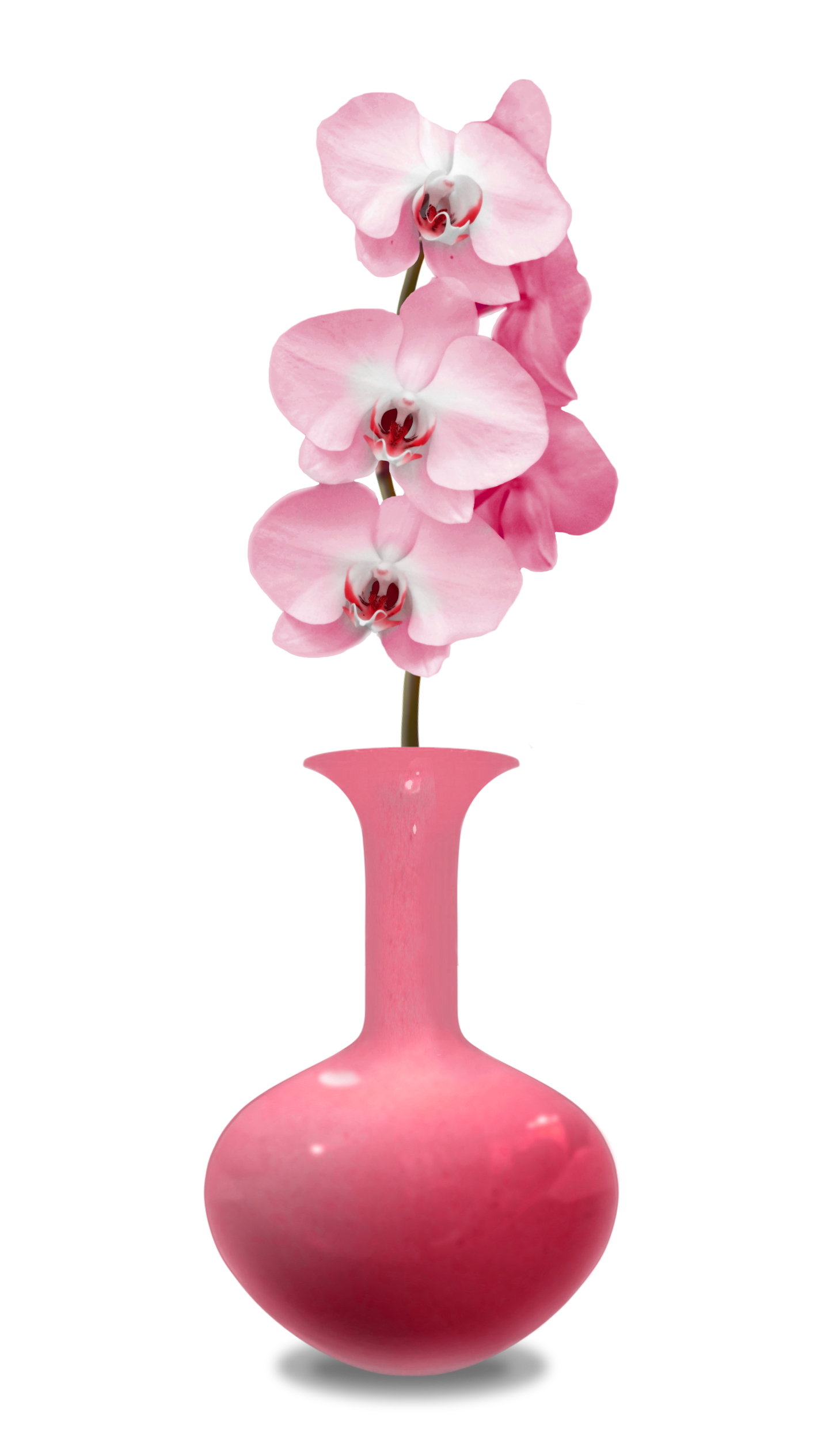 Orchid PNG Isolated Photo