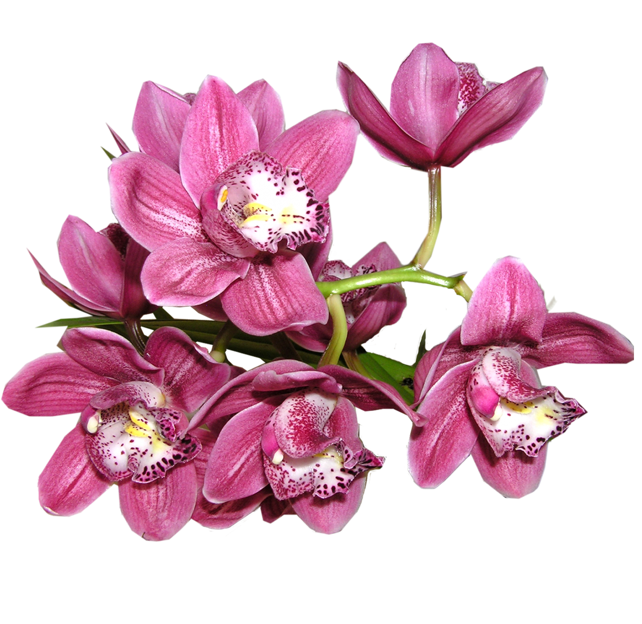 Orchid PNG Photos