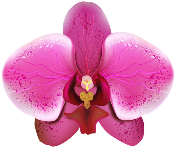 Orchid PNG Pic