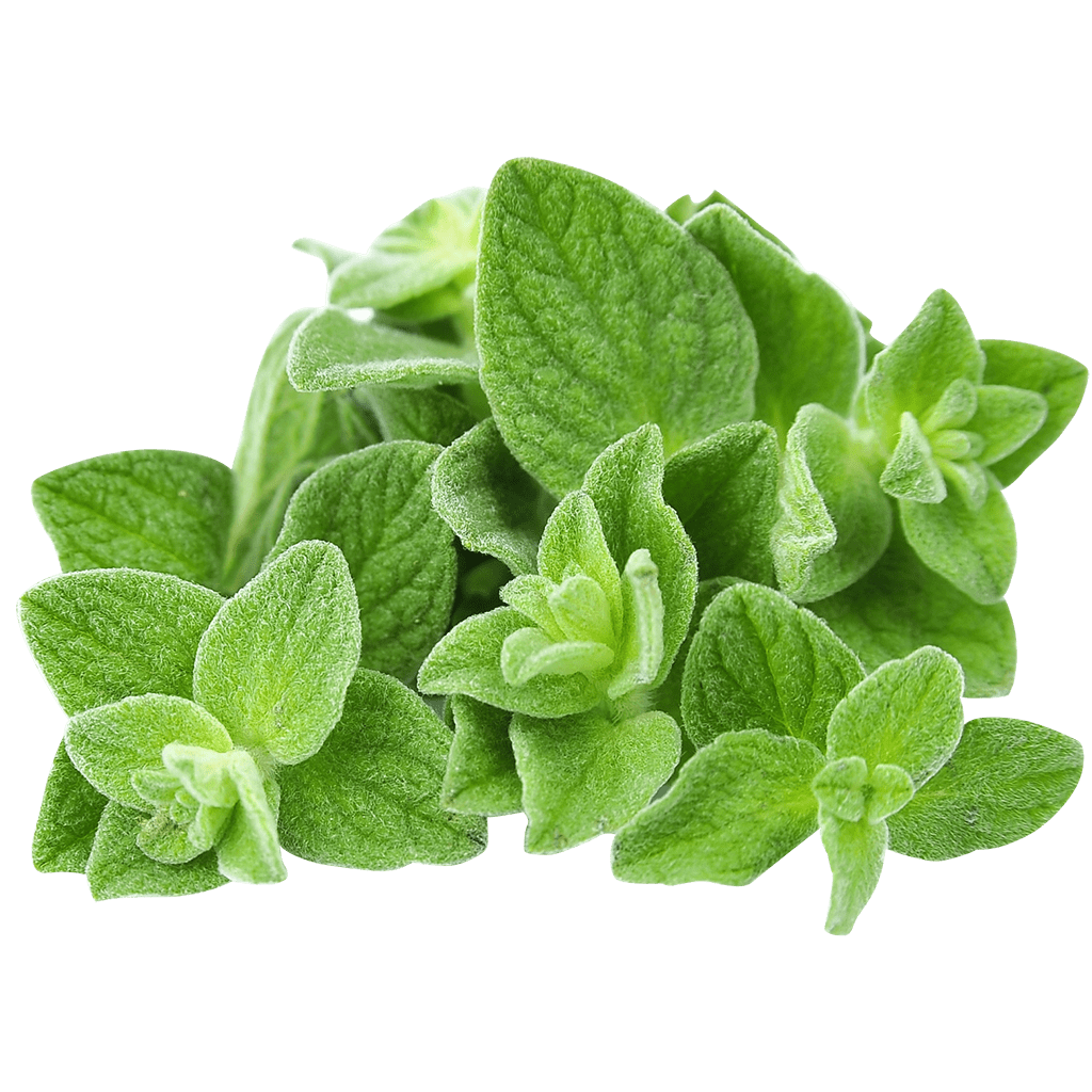 Oregano PNG Isolated Pic