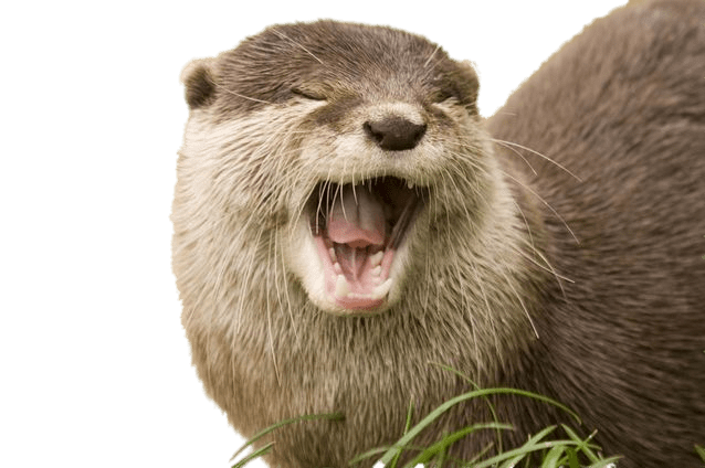 Otters Download PNG Image