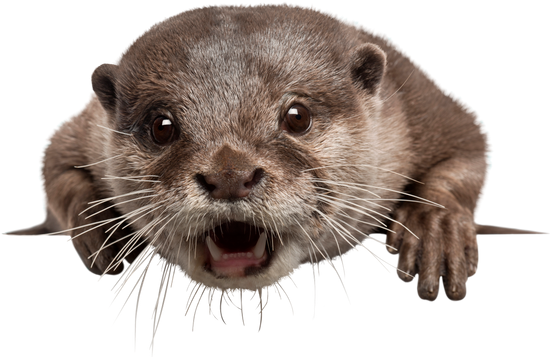 Otters PNG Free Download