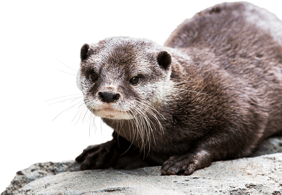 Otters PNG Isolated File