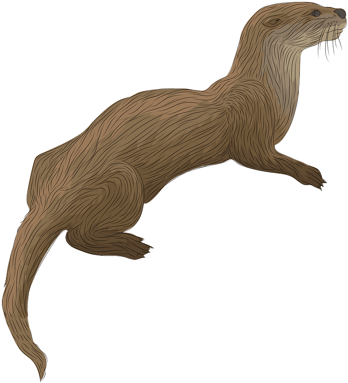Otters PNG Isolated Image