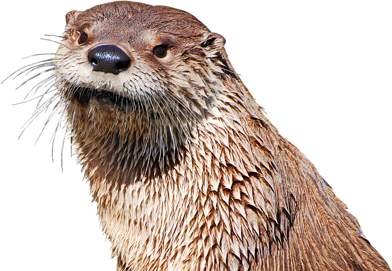 Otters PNG Isolated Pic