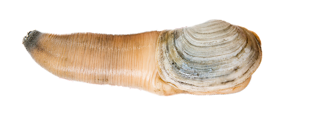 Pacific Geoduck PNG File