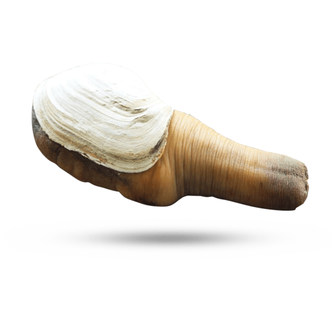 Pacific Geoduck PNG HD