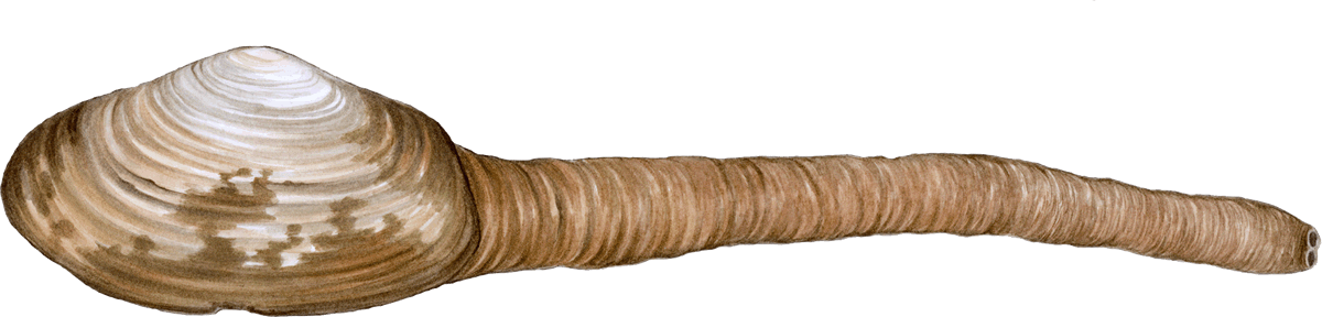 Pacific Geoduck PNG Photo