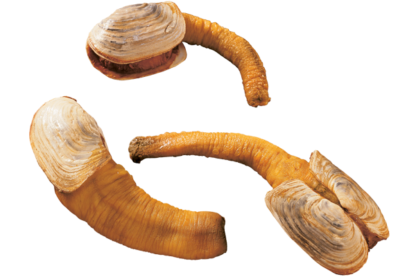 Pacific Geoduck PNG Pic