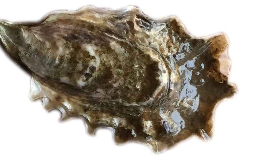 Pacific Oyster PNG Clipart