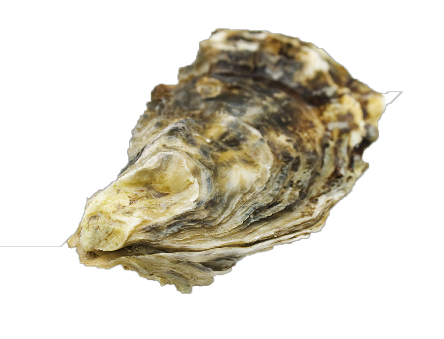 Pacific Oyster PNG HD Isolated