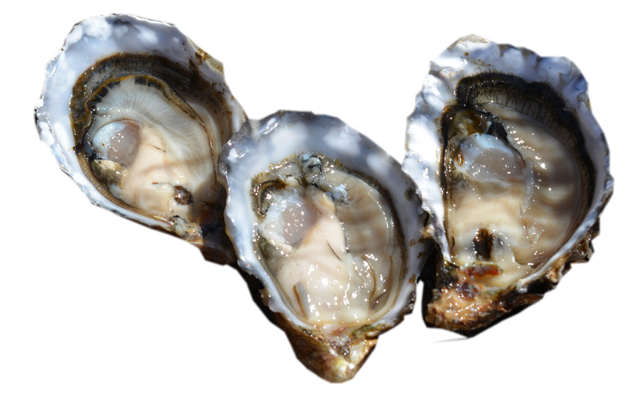 Pacific Oyster PNG HD