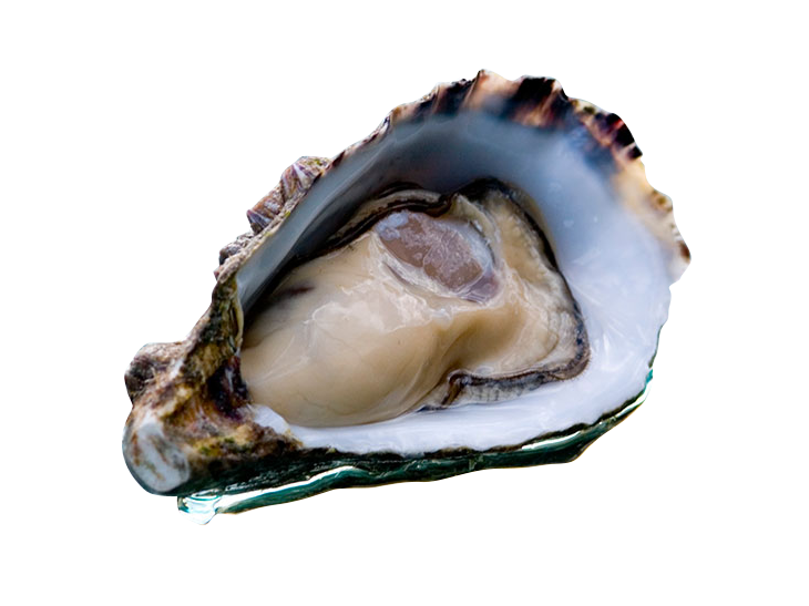 Pacific Oyster PNG Image
