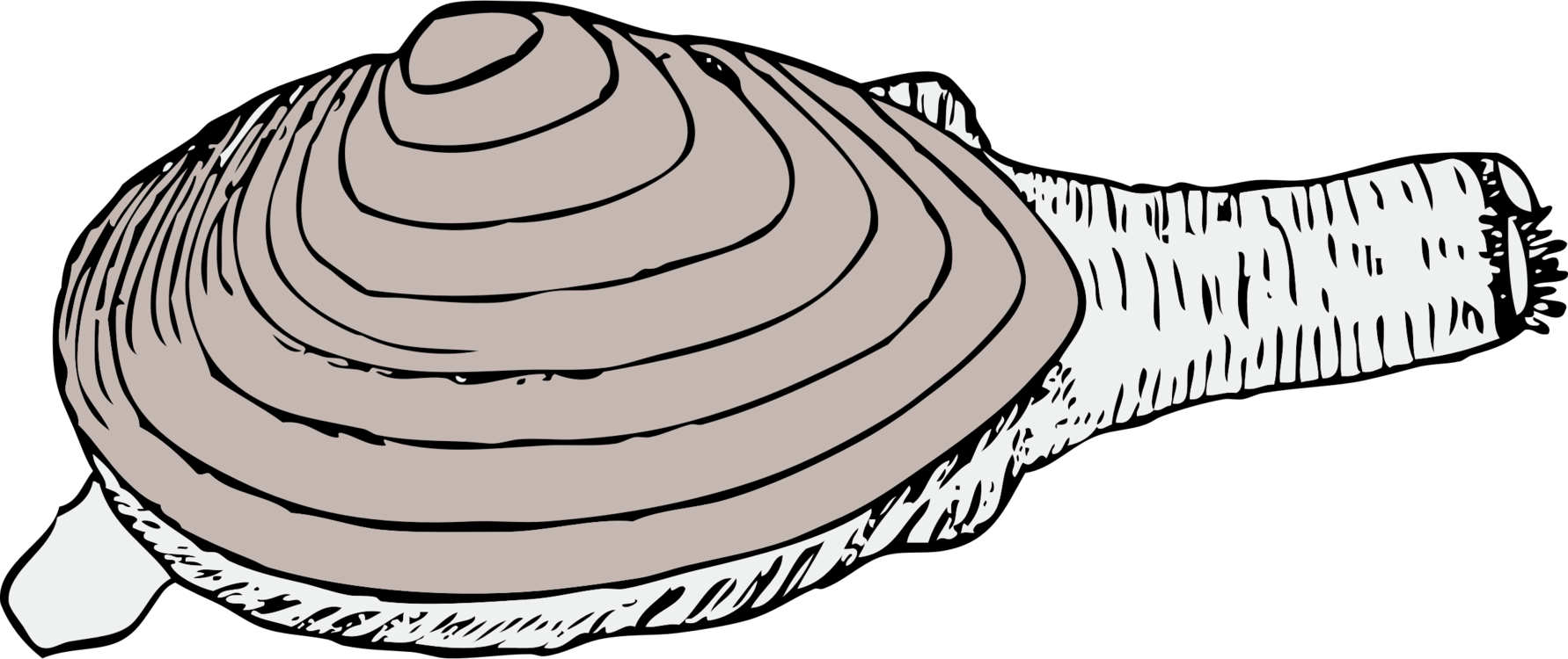 Pacific Oyster PNG Picture