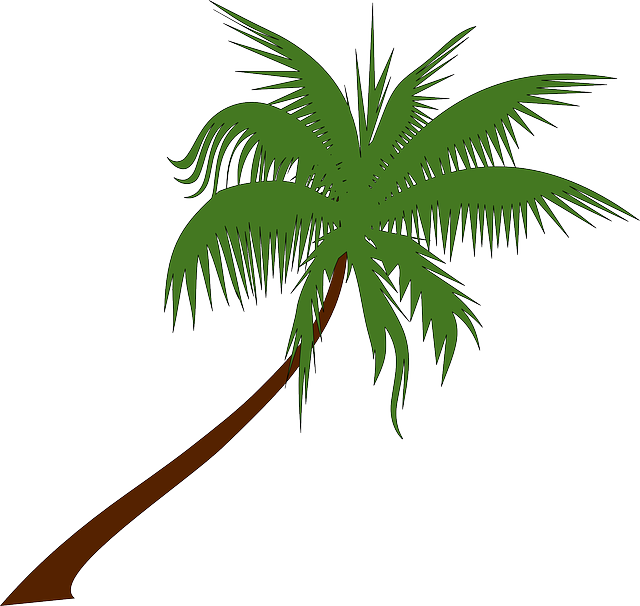 Palm PNG HD Isolated