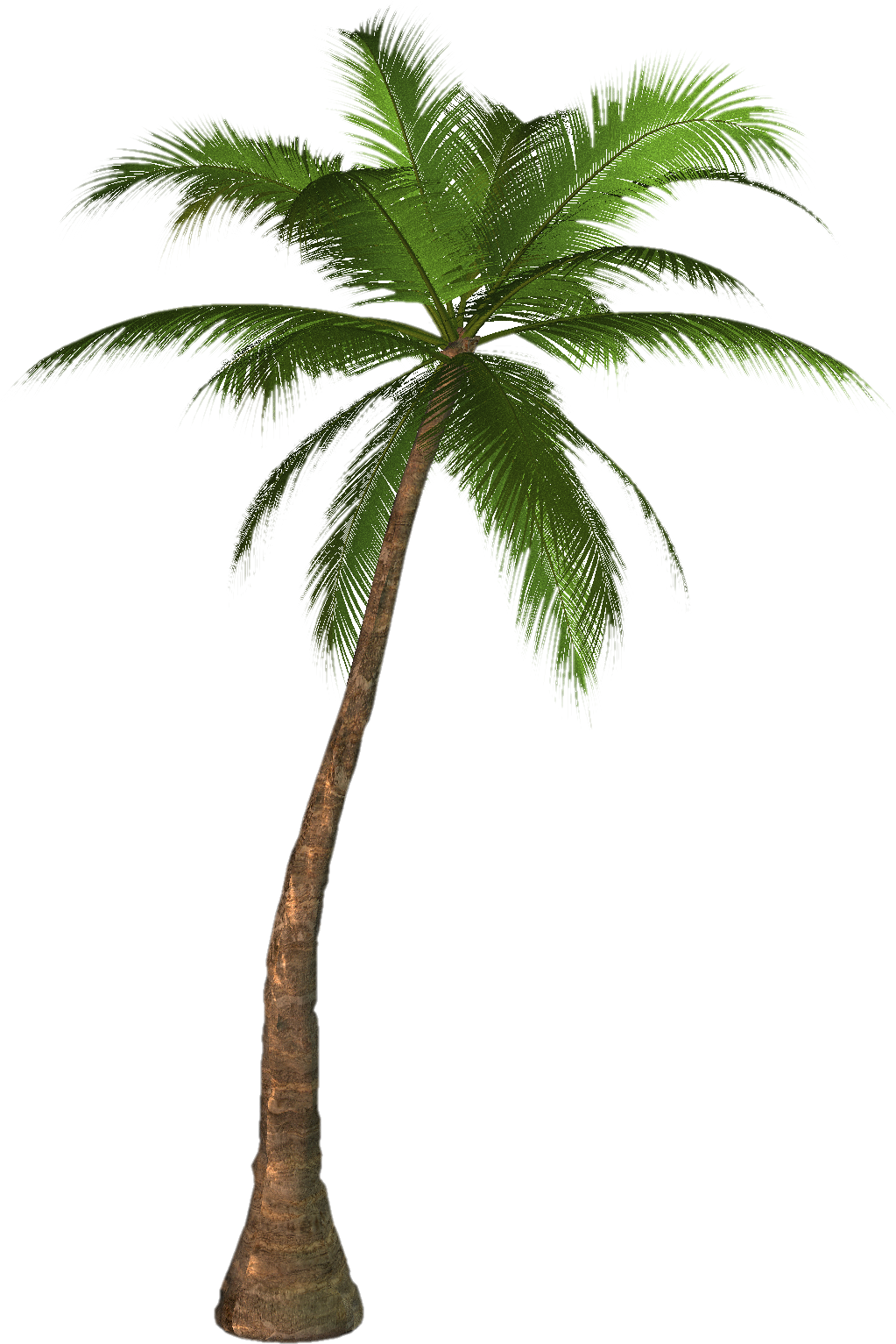 Palm PNG Image