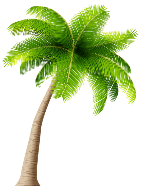 Palm PNG Isolated File
