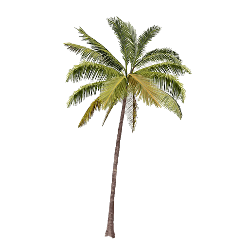 Palm PNG Isolated HD
