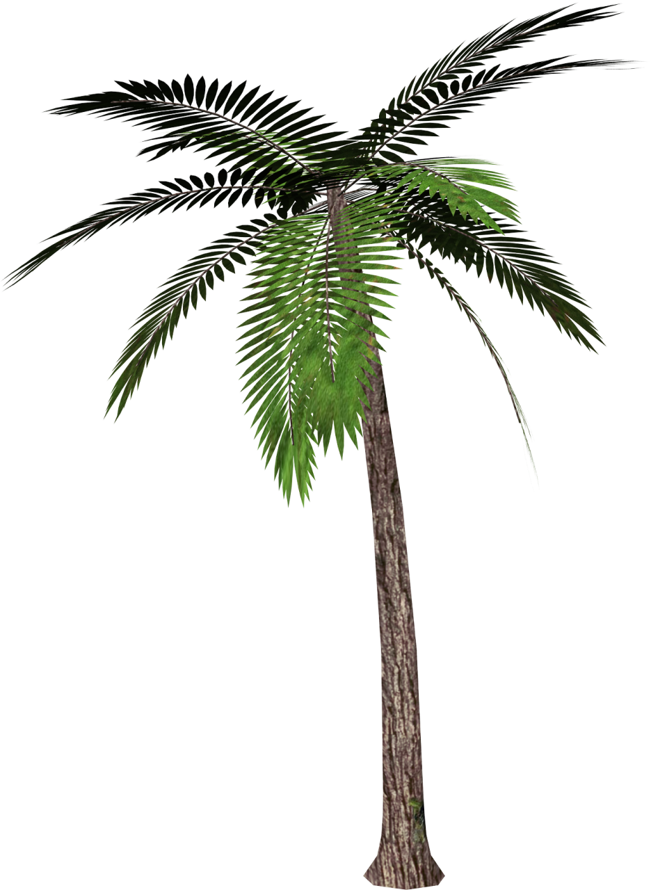 Palm PNG Isolated Image
