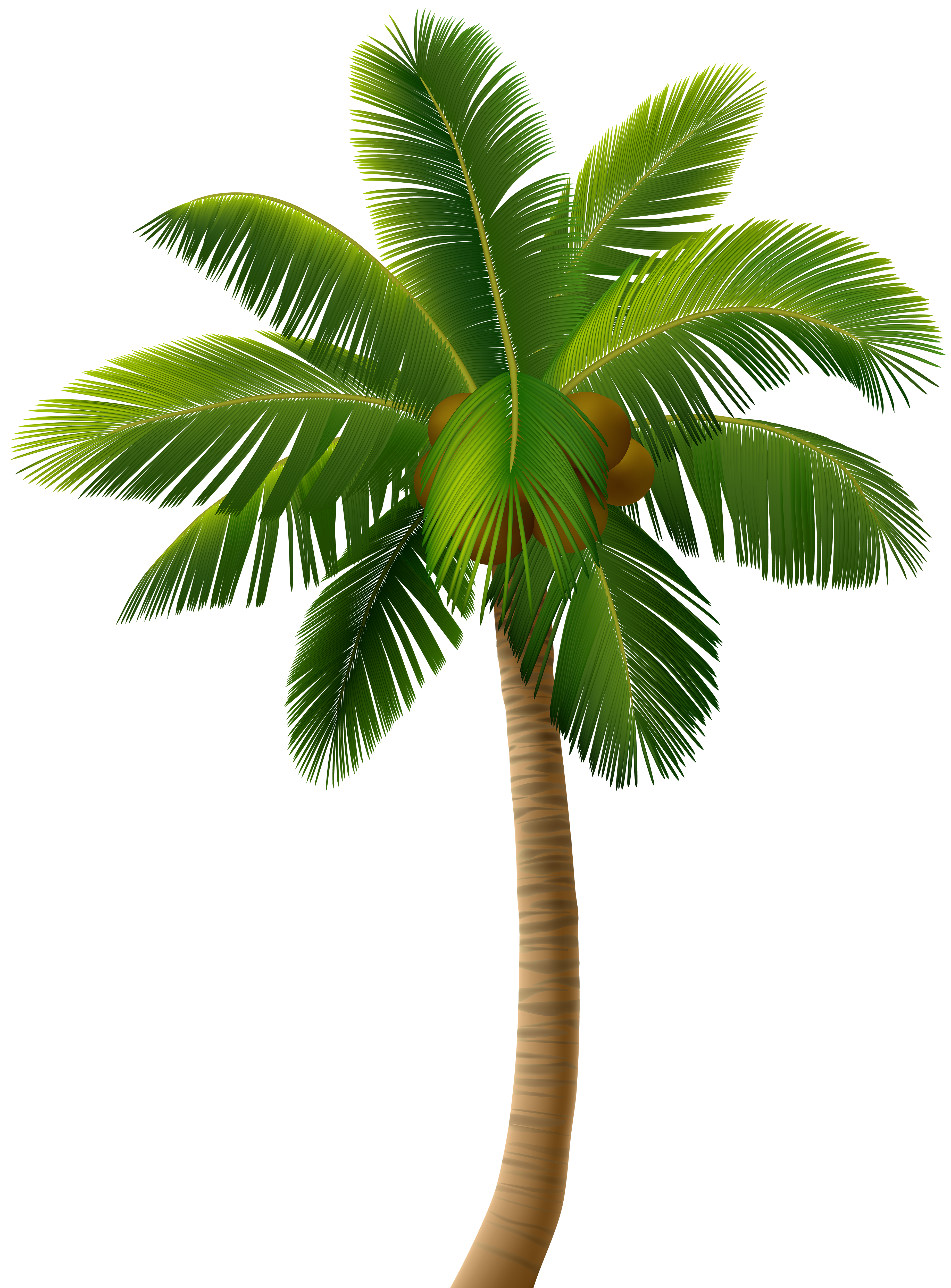 Palm PNG Isolated Pic