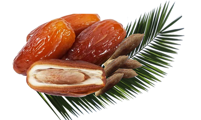 Palm fruit PNG Pic