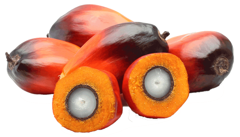 Palm fruit PNG