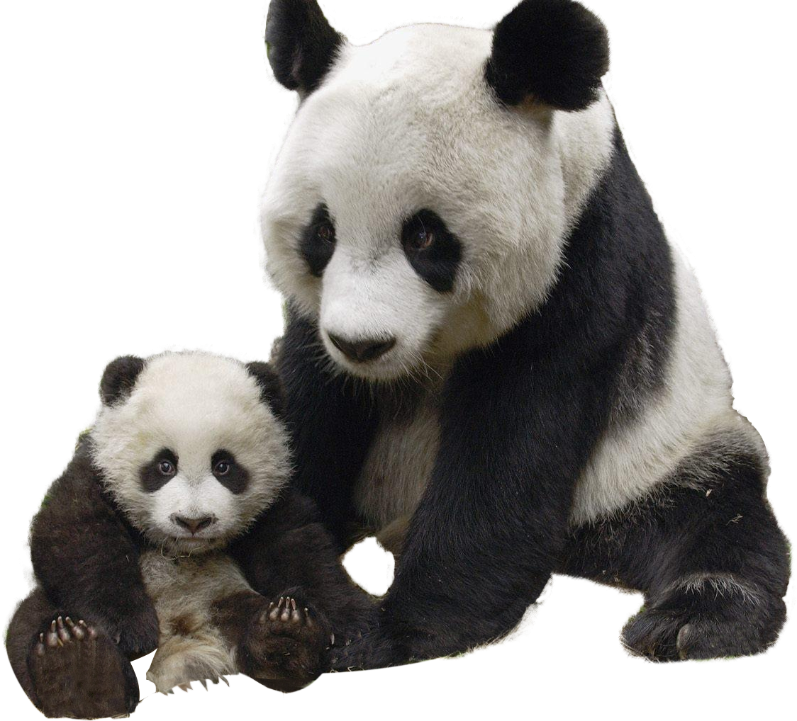 Panda PNG Isolated File