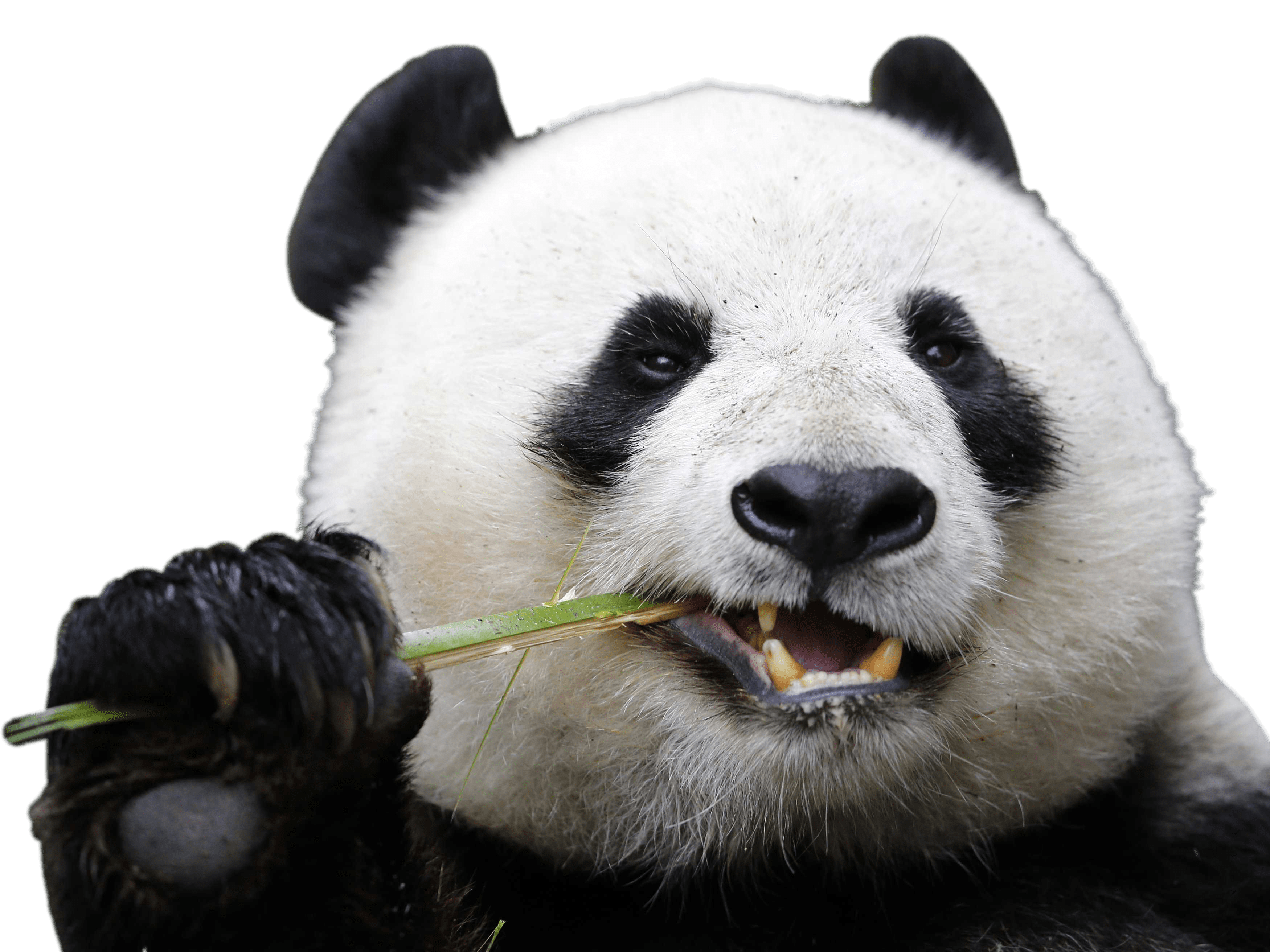 Panda PNG Isolated Image