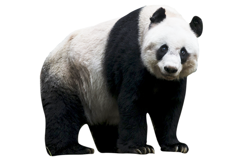 Panda PNG Isolated Transparent Image