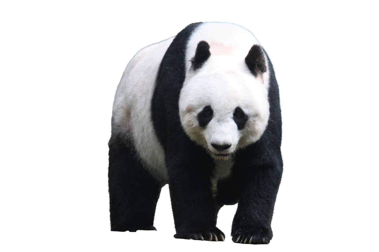 Panda PNG Picture