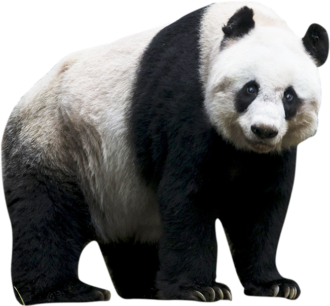 Panda Transparent Isolated Images PNG