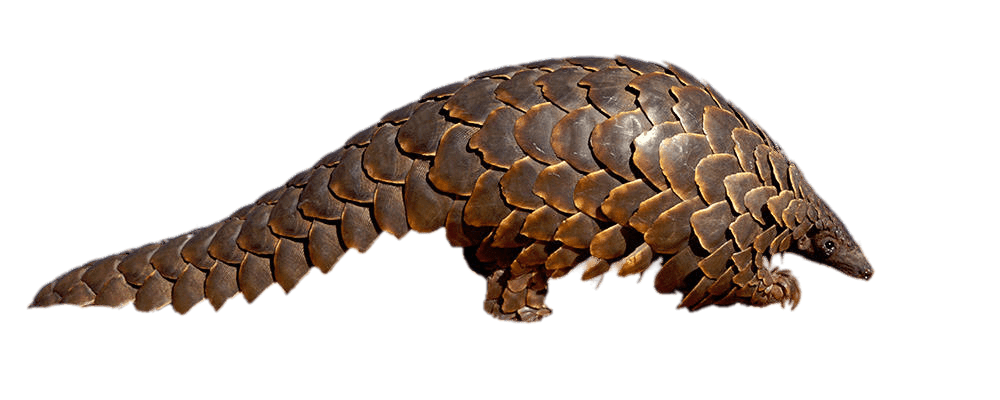 Pangolin PNG Isolated Image