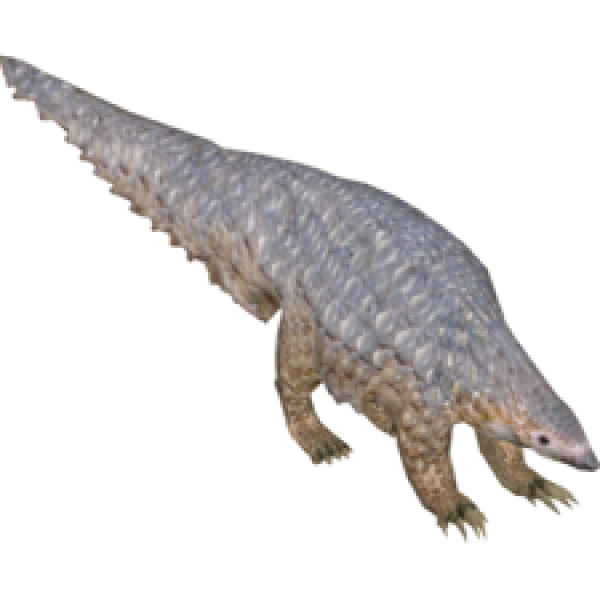 Pangolin PNG Picture