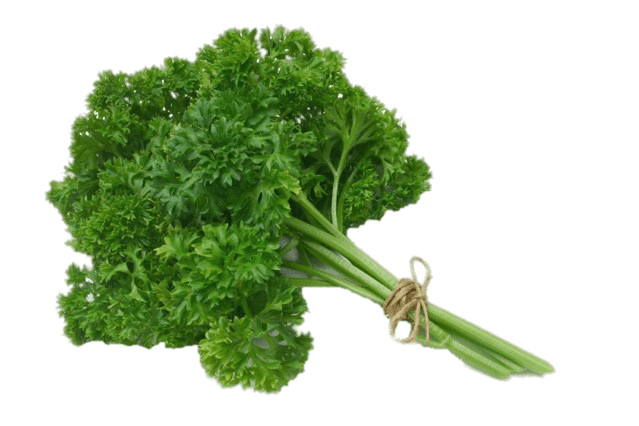 Parsley PNG Photos