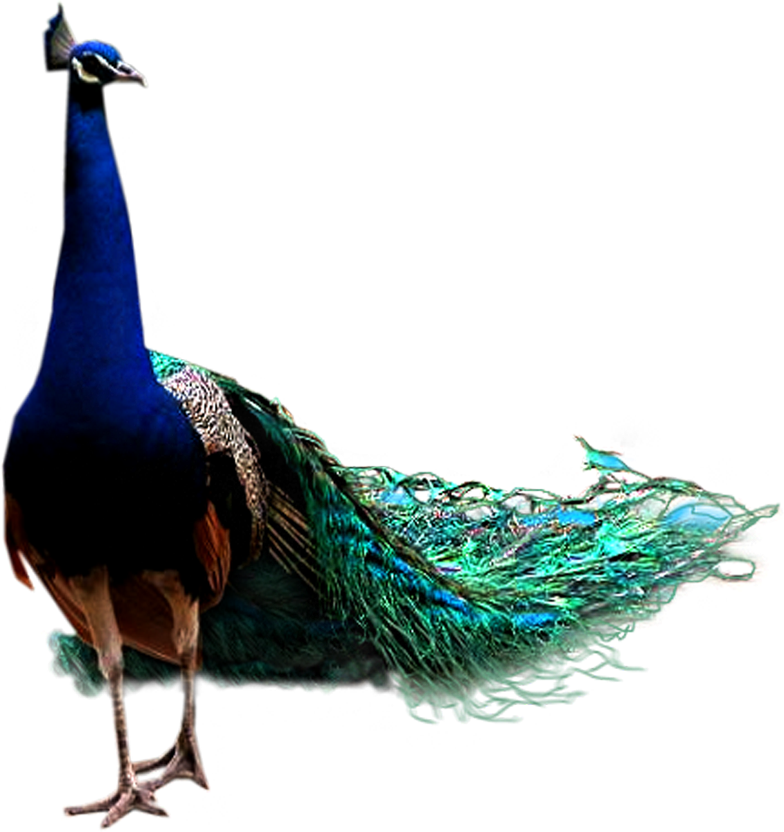 Peacock Download PNG Image