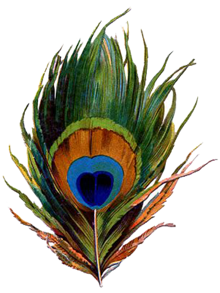 Peacock PNG Background Isolated Image