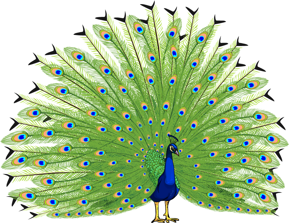 Peacock PNG Clipart