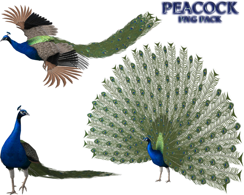Peacock PNG File