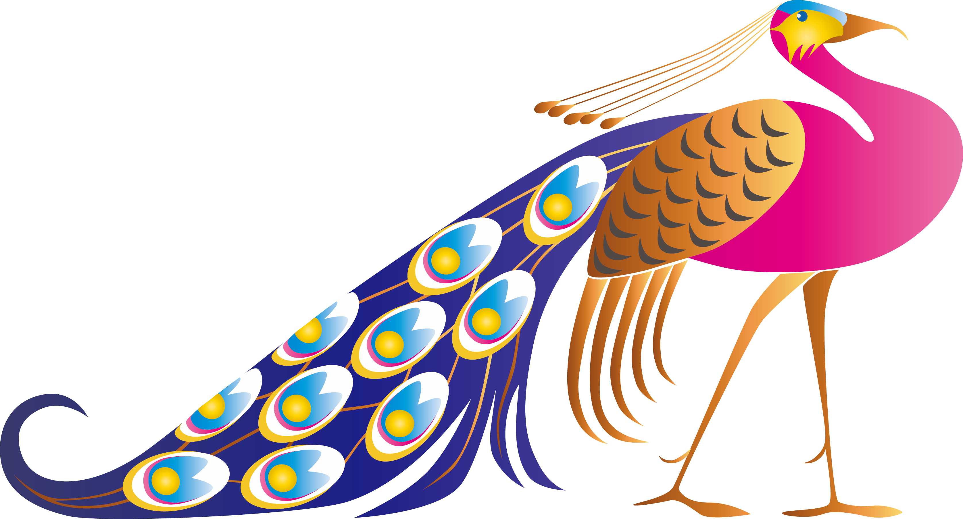 Peacock PNG Isolated File