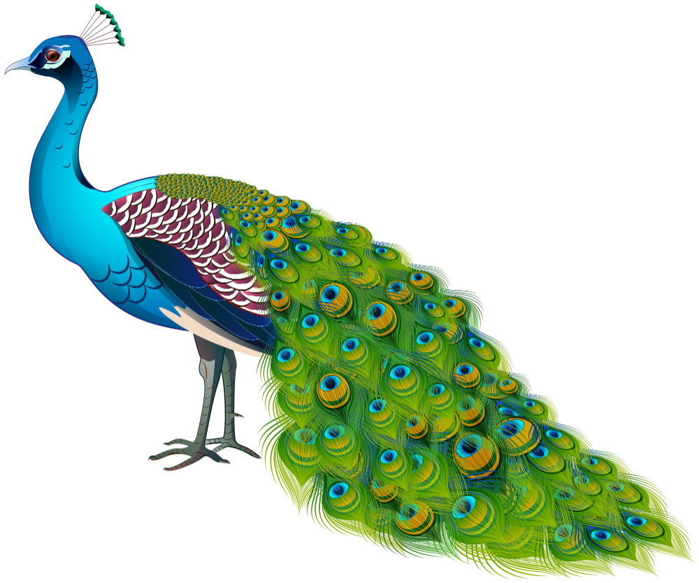 Peacock PNG Isolated Free Download