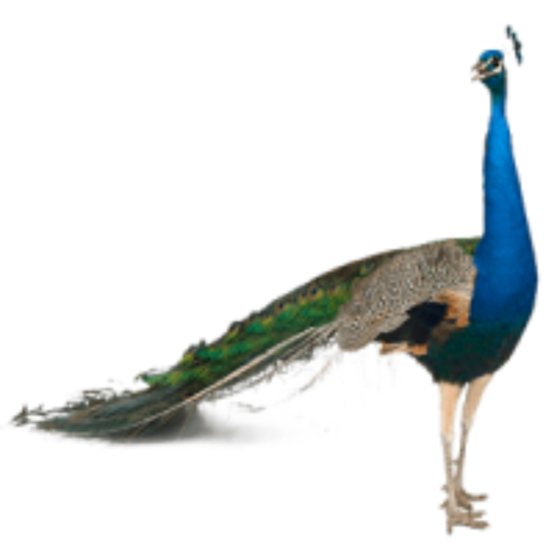 Peacock PNG Isolated Transparent HD Photo