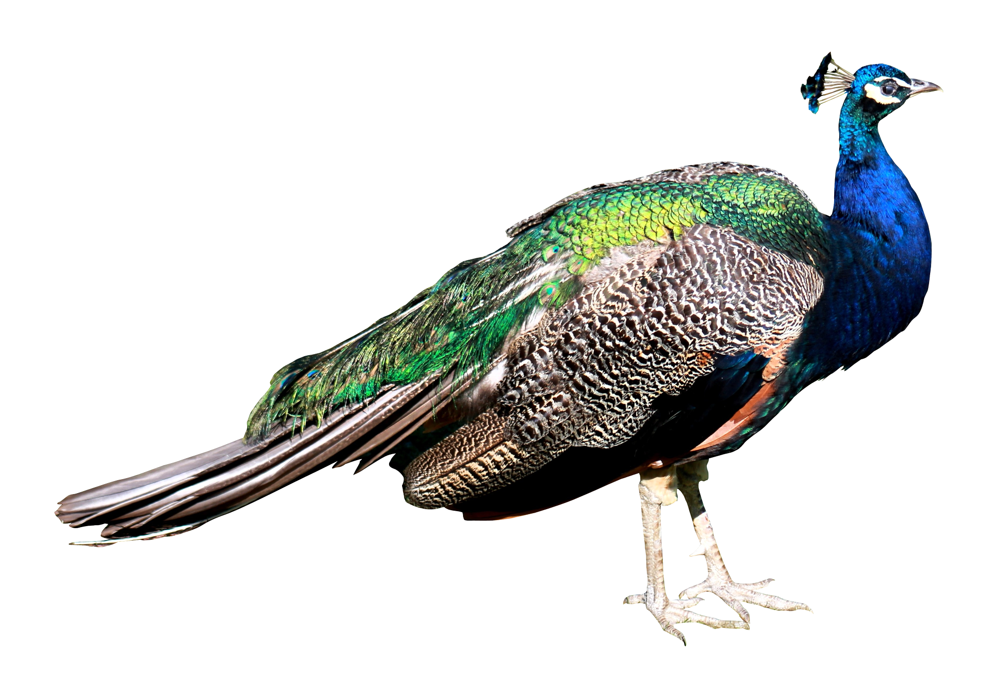 Peacock PNG Isolated Transparent