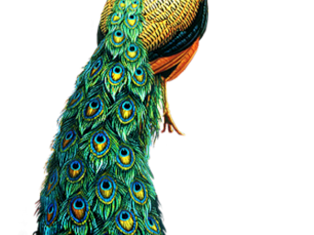 Peacock PNG Photos